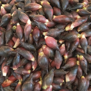 阳菏