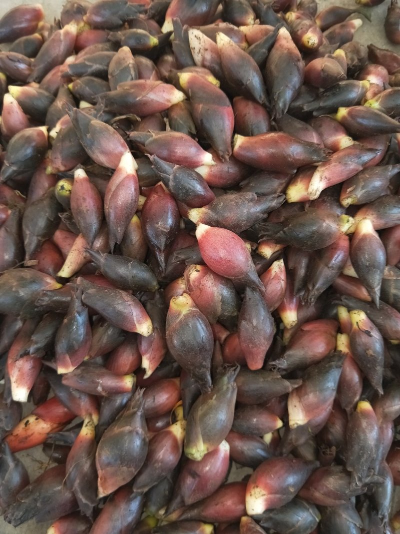 阳菏