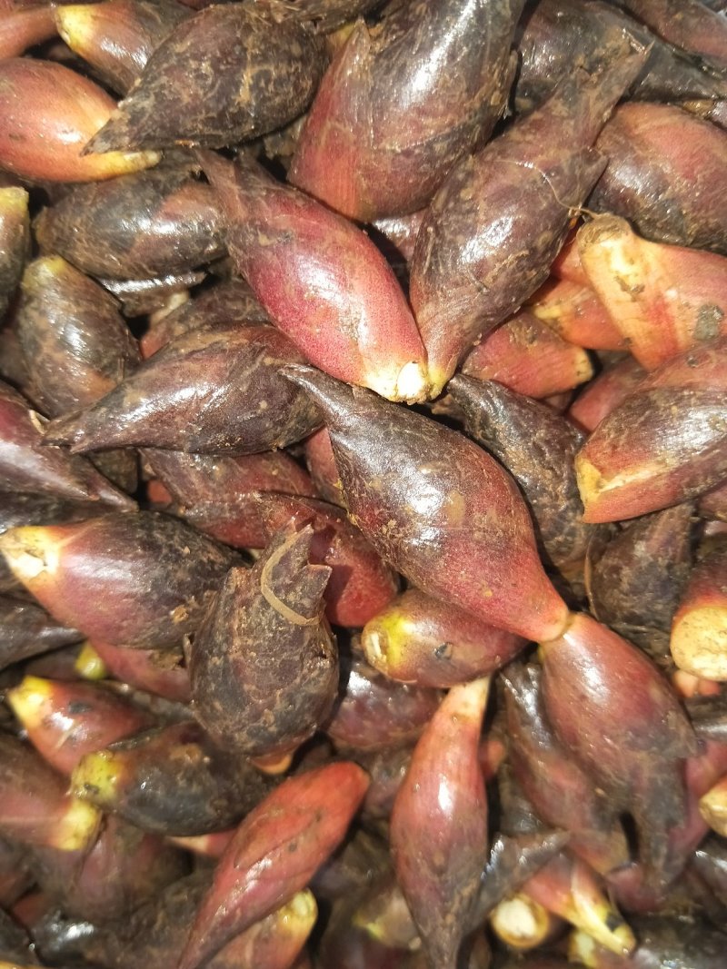 阳菏
