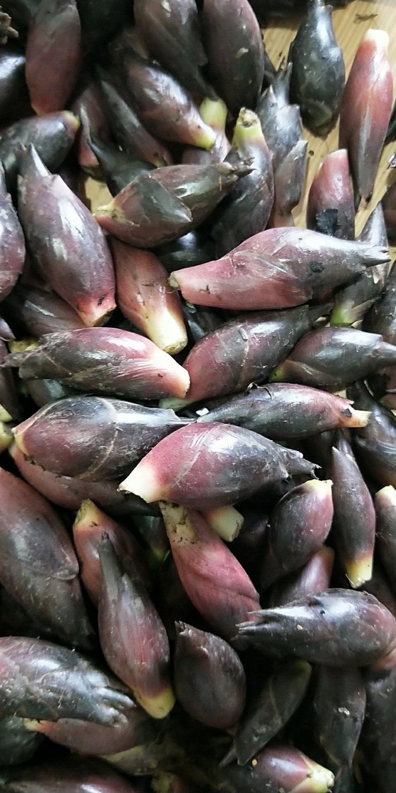 阳菏