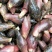 阳菏