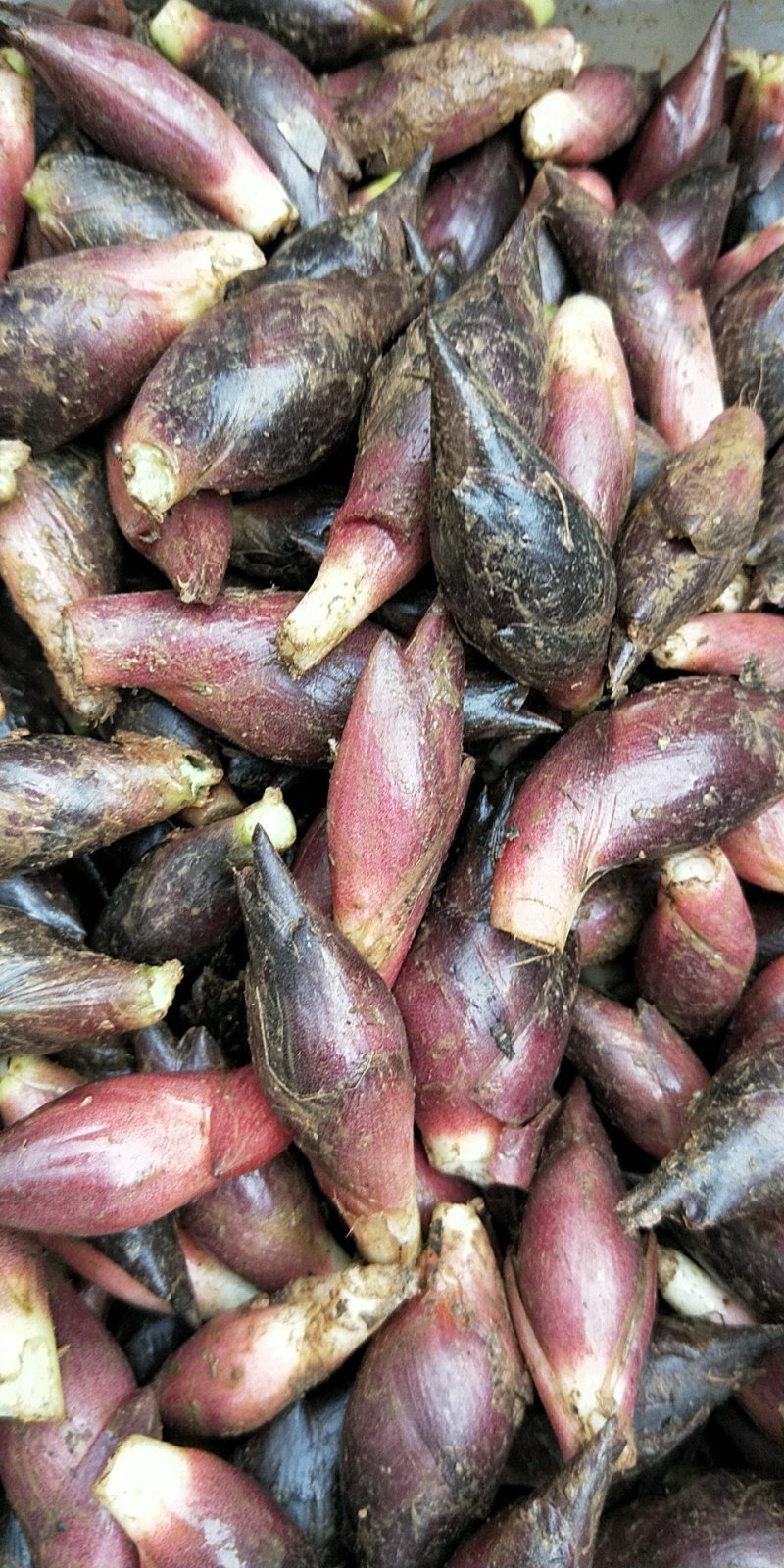 阳菏