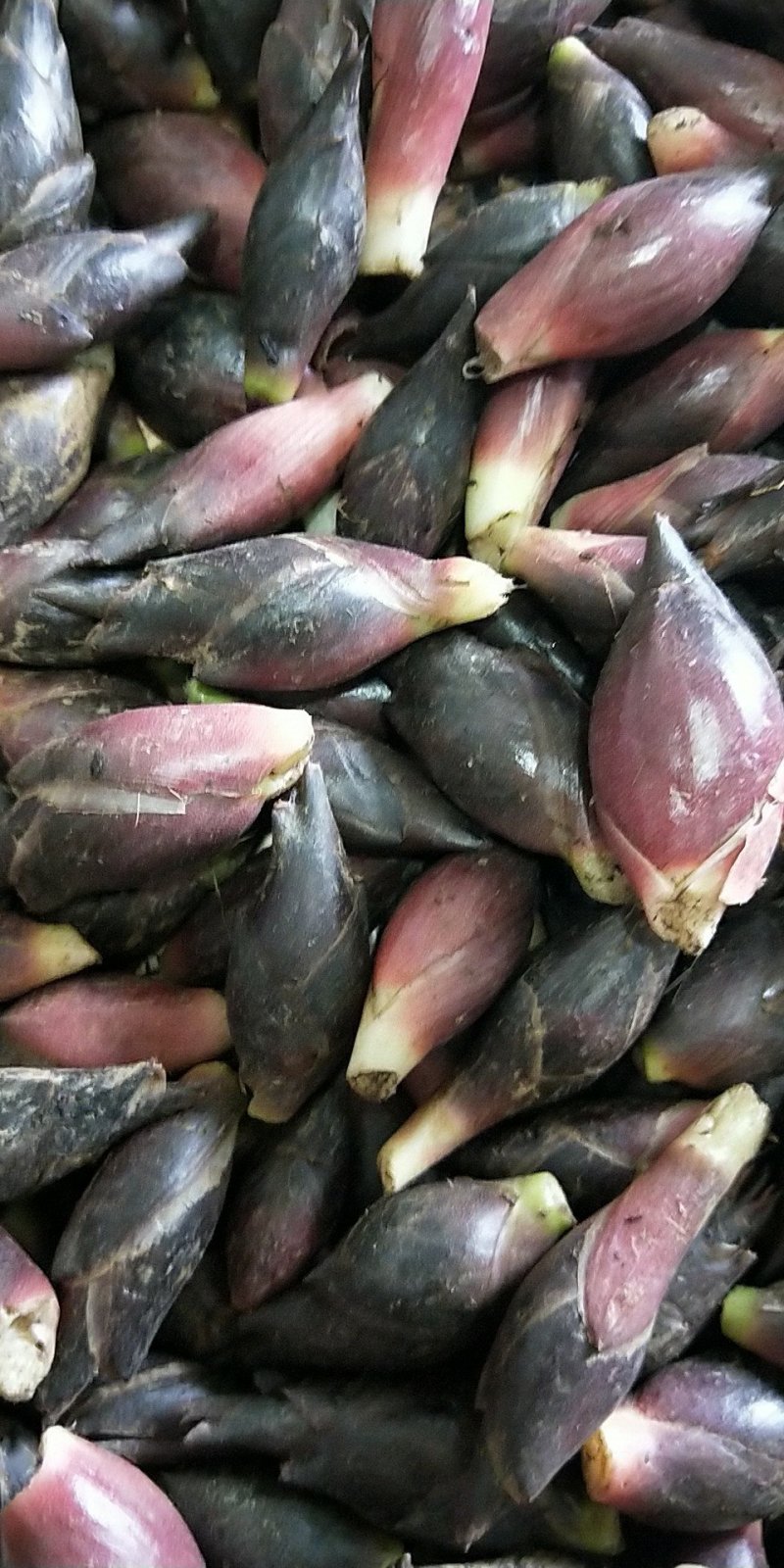 阳菏