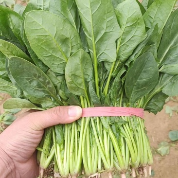 大叶菠菜