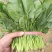 大叶菠菜