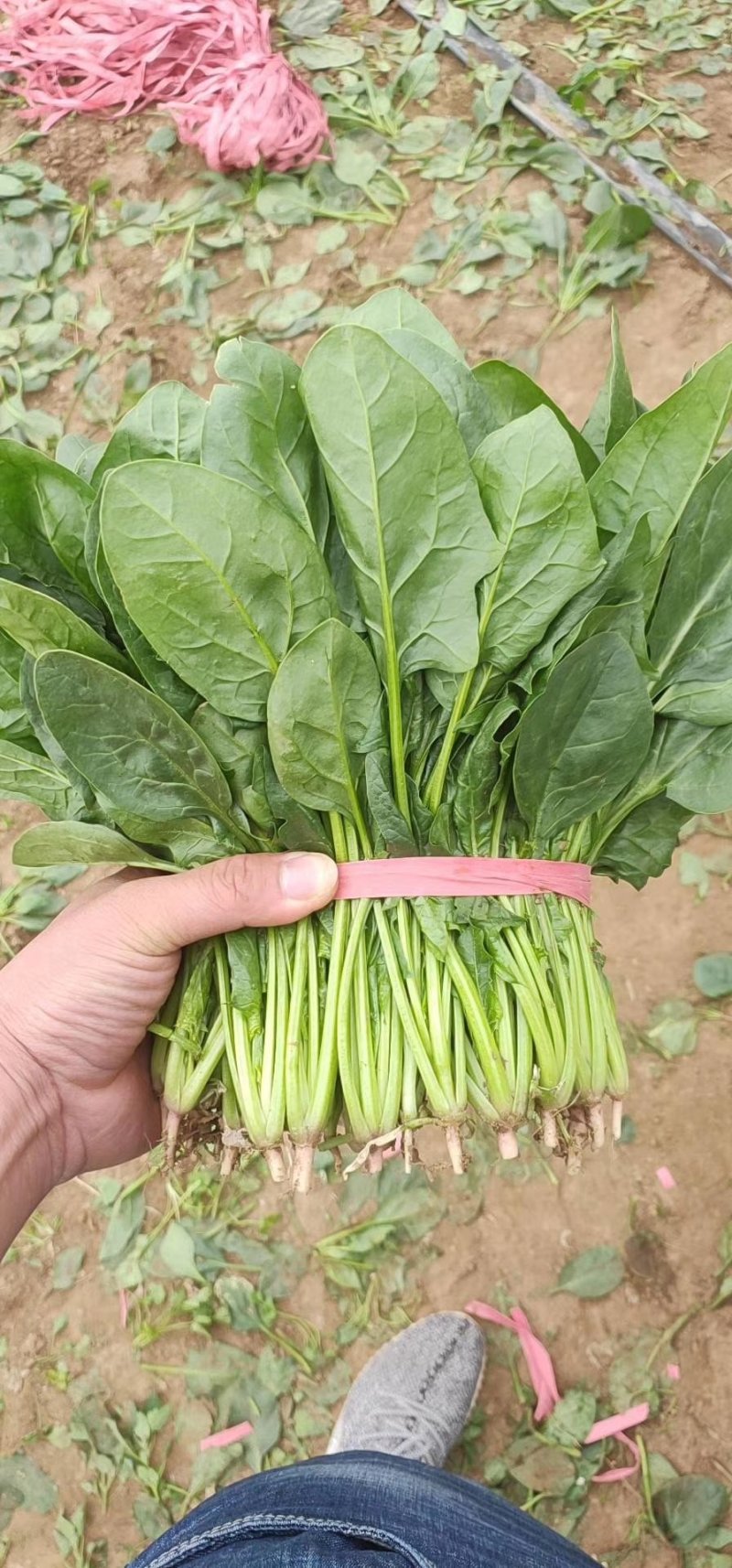 大叶菠菜