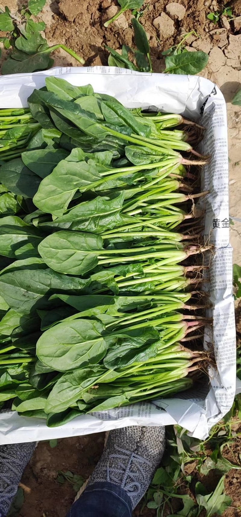 大叶菠菜
