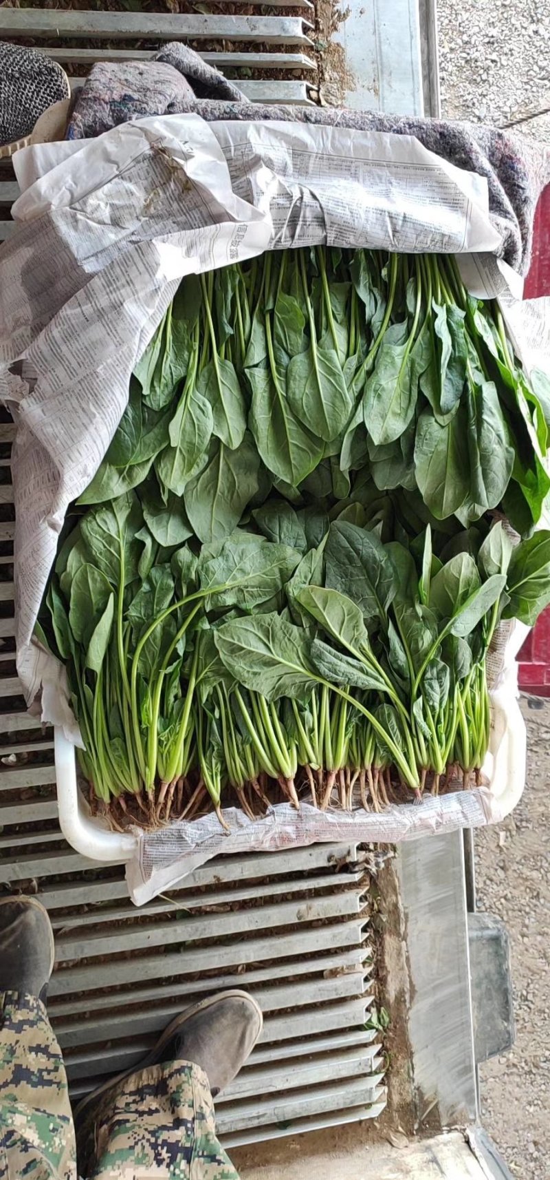 大叶菠菜
