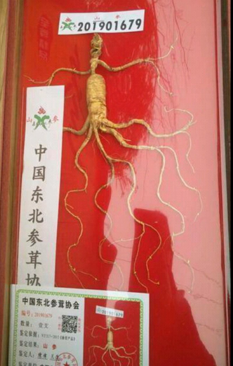 长白山人参片老山人参质量有保障欢迎药店中医馆详谈
