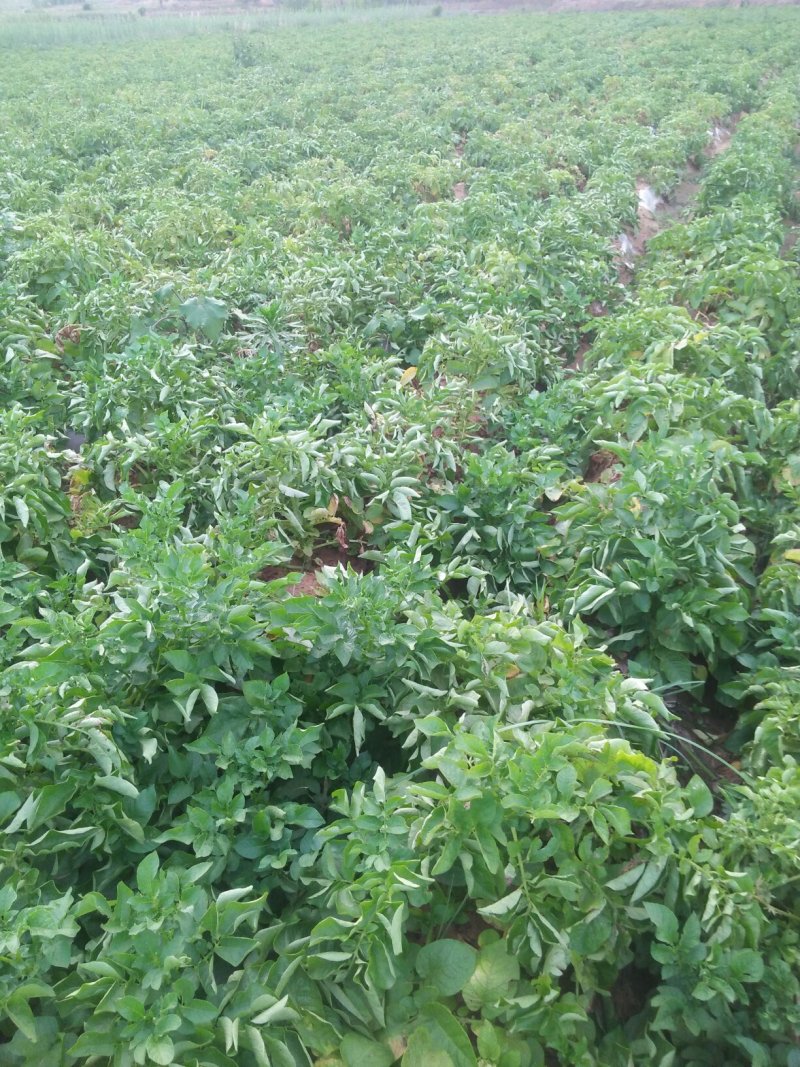 荷兰十五，二两以上，质量过关。