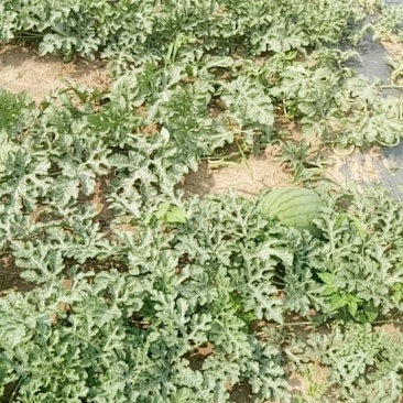路天西瓜🍉