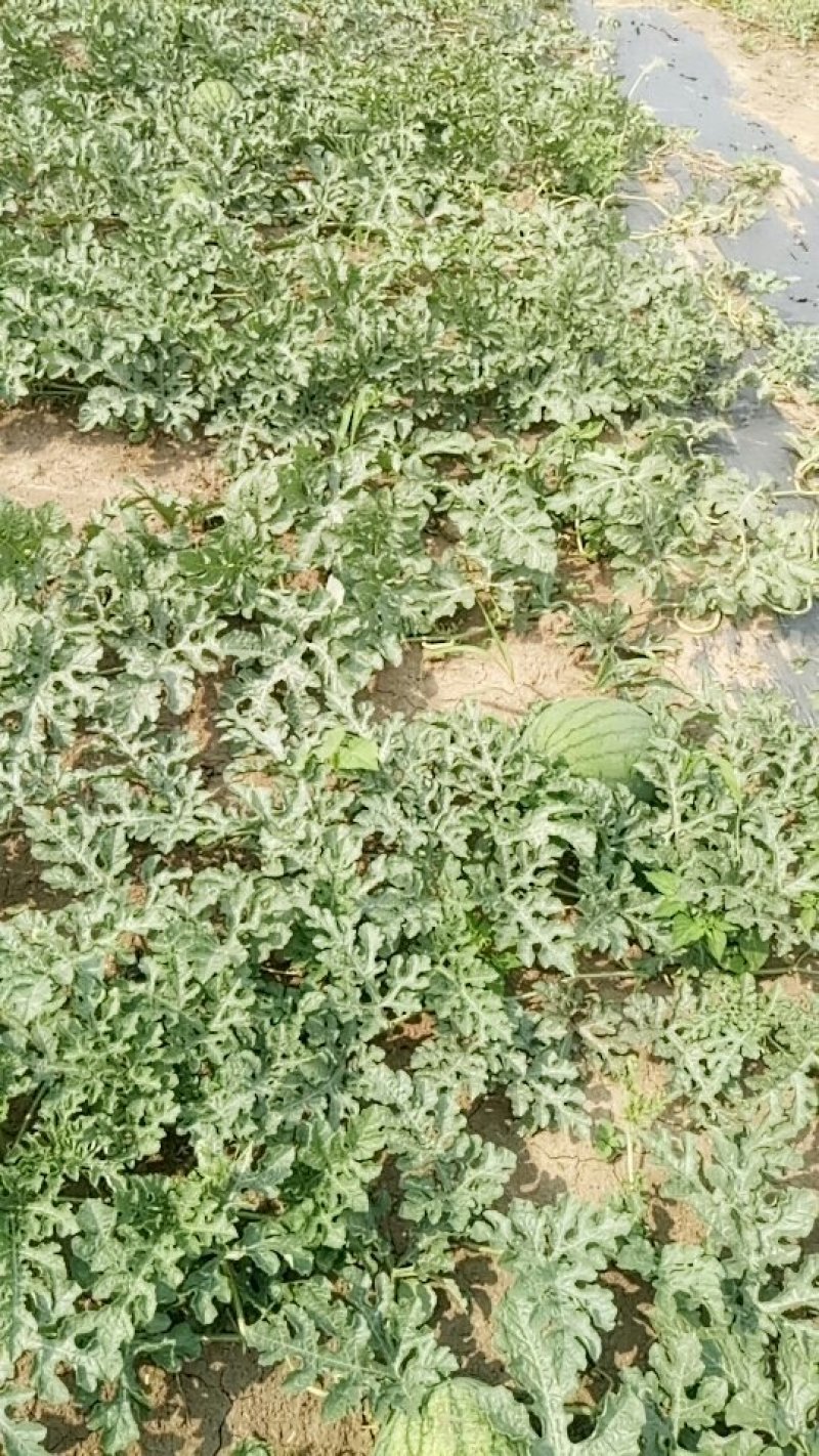 路天西瓜🍉