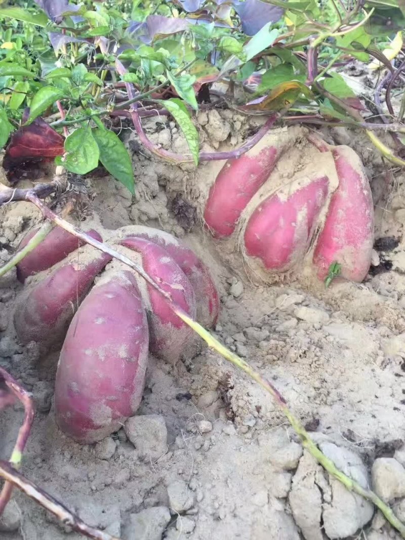 红薯苗，大田苗大量供应。