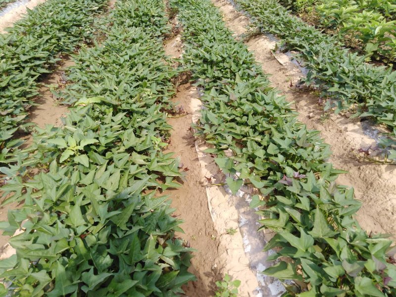 红薯苗，大田苗大量供应。