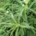 高山蓍草绿化营养杯苗造型点缀蓍草袋苗价格