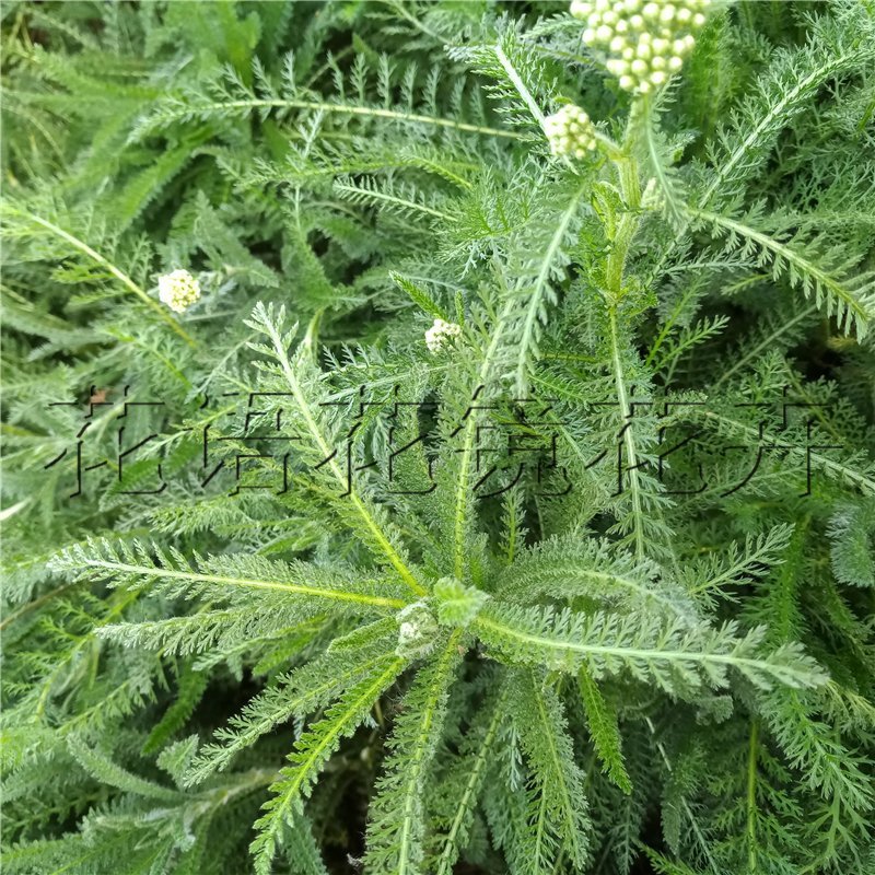 高山蓍草绿化营养杯苗造型点缀蓍草袋苗价格