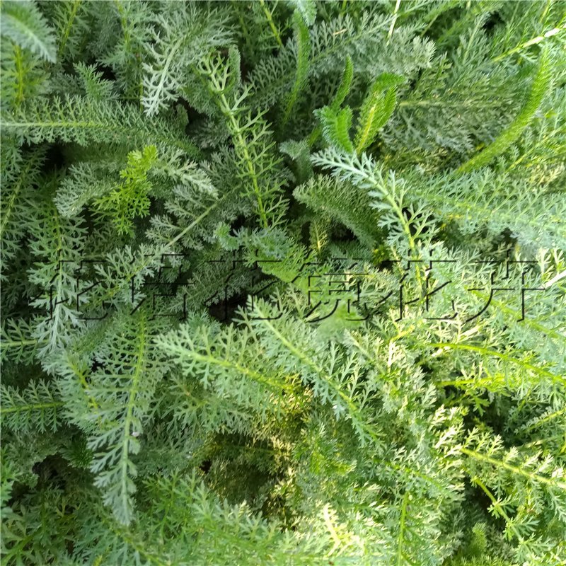 高山蓍草绿化营养杯苗造型点缀蓍草袋苗价格