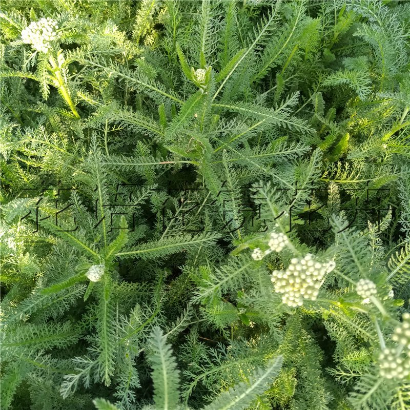 高山蓍草绿化营养杯苗造型点缀蓍草袋苗价格