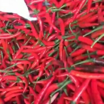 云南产地直供小米椒颜色艳红货源充足欢迎咨询
