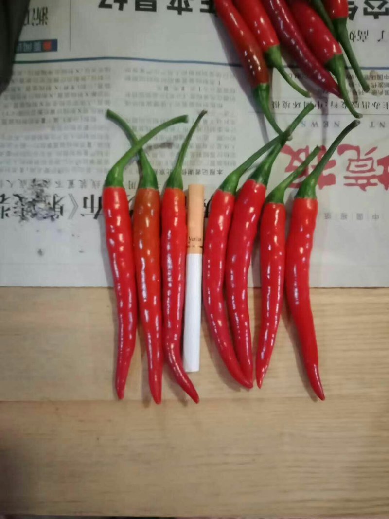 云南产地直供小米椒颜色艳红货源充足欢迎咨询