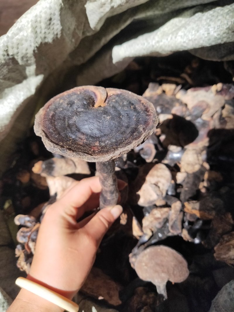 云南纯野生紫灵芝黑灵芝8公分以下