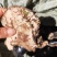 云南纯野生紫灵芝黑灵芝8公分以下