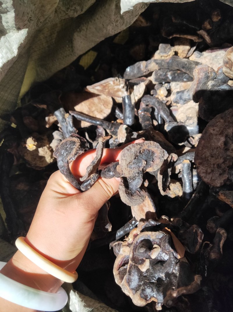 云南纯野生紫灵芝黑灵芝8公分以下