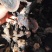 云南纯野生紫灵芝黑灵芝8公分以下