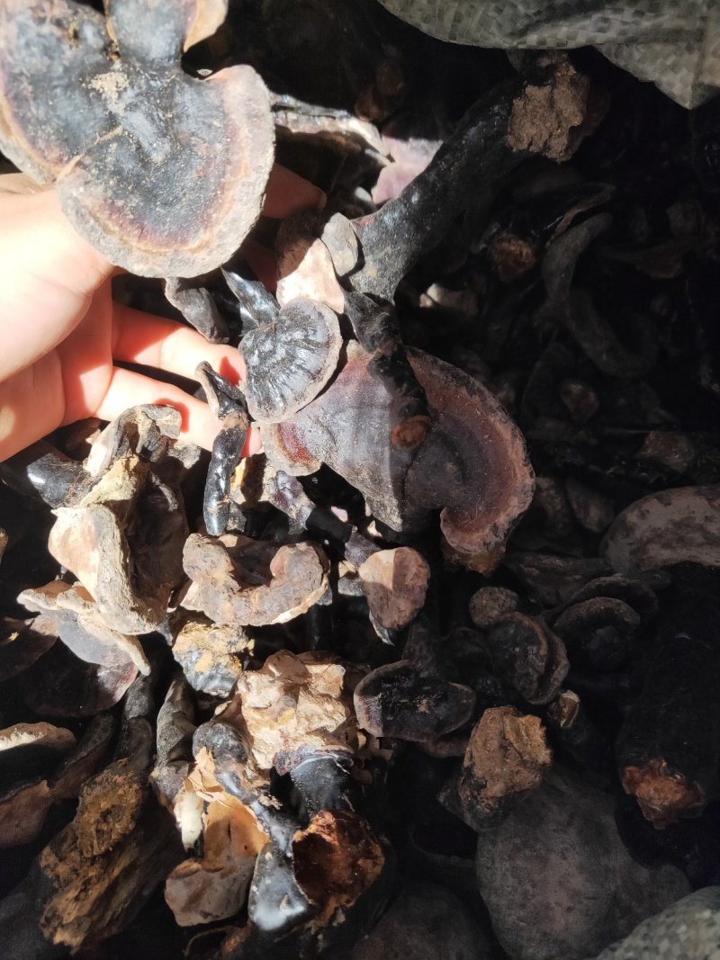 云南纯野生紫灵芝黑灵芝8公分以下