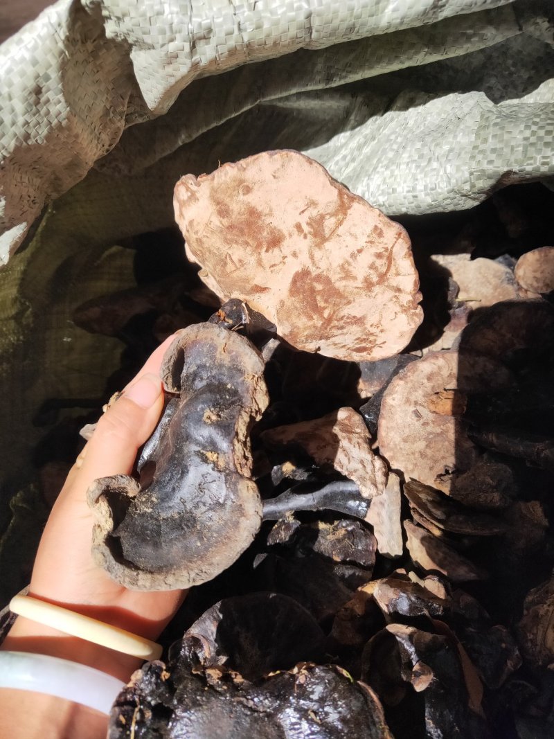 云南纯野生紫灵芝黑灵芝8公分以下