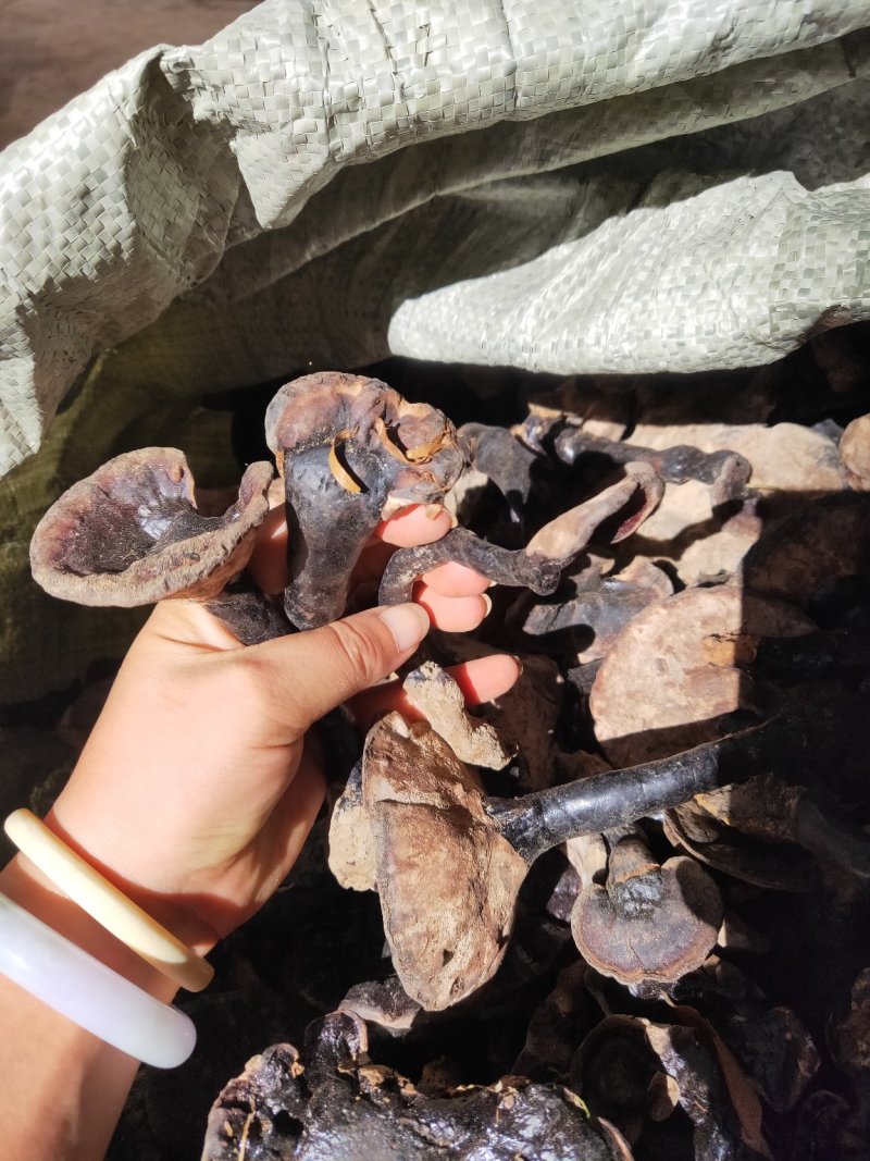 云南纯野生紫灵芝黑灵芝8公分以下