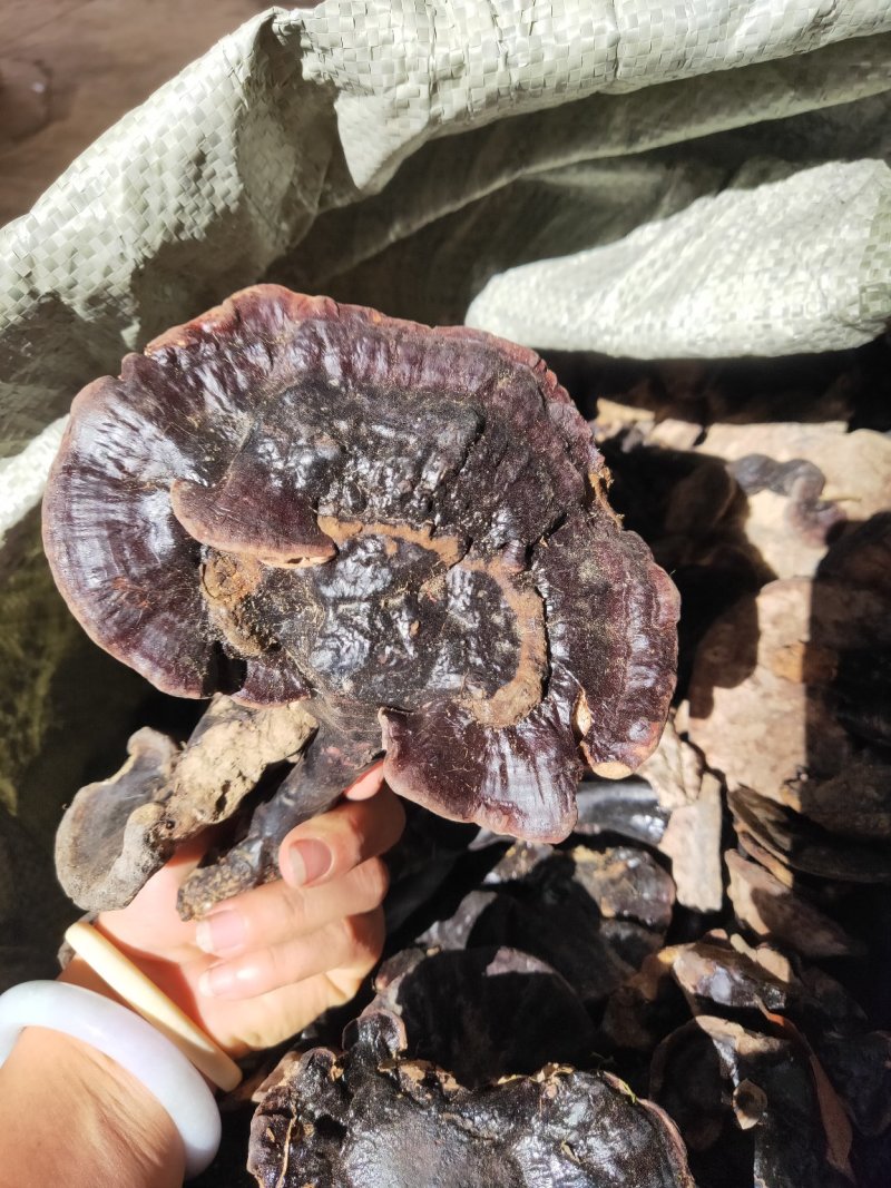 云南纯野生紫灵芝黑灵芝8公分以下
