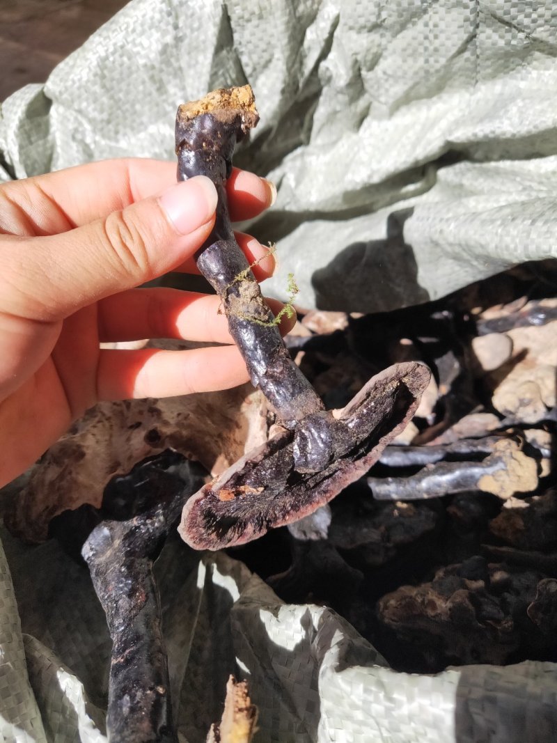 云南纯野生紫灵芝黑灵芝8公分以下