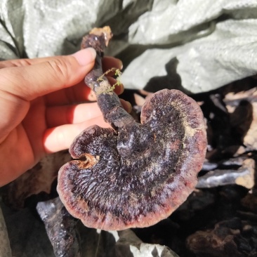 云南纯野生紫灵芝黑灵芝8公分以下