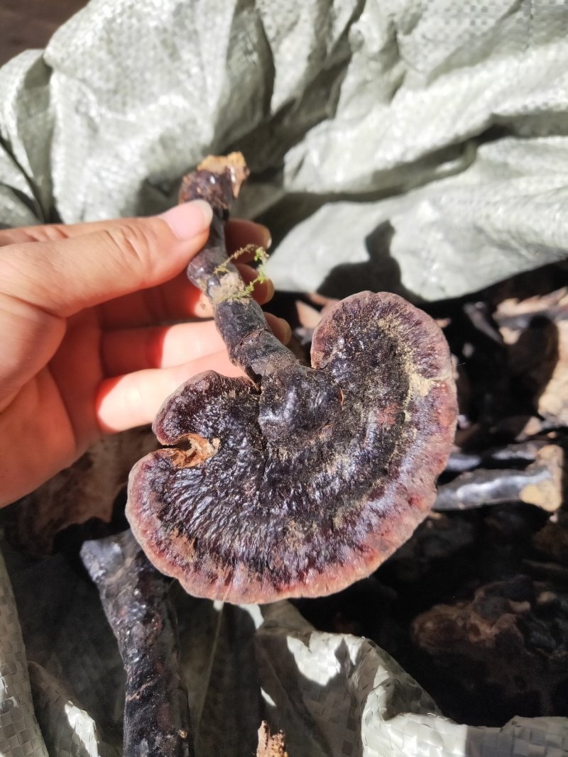 云南纯野生紫灵芝黑灵芝8公分以下