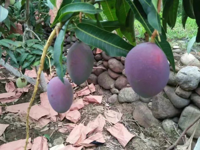 芒果，芒果，凯特芒果，大青芒，苹果芒