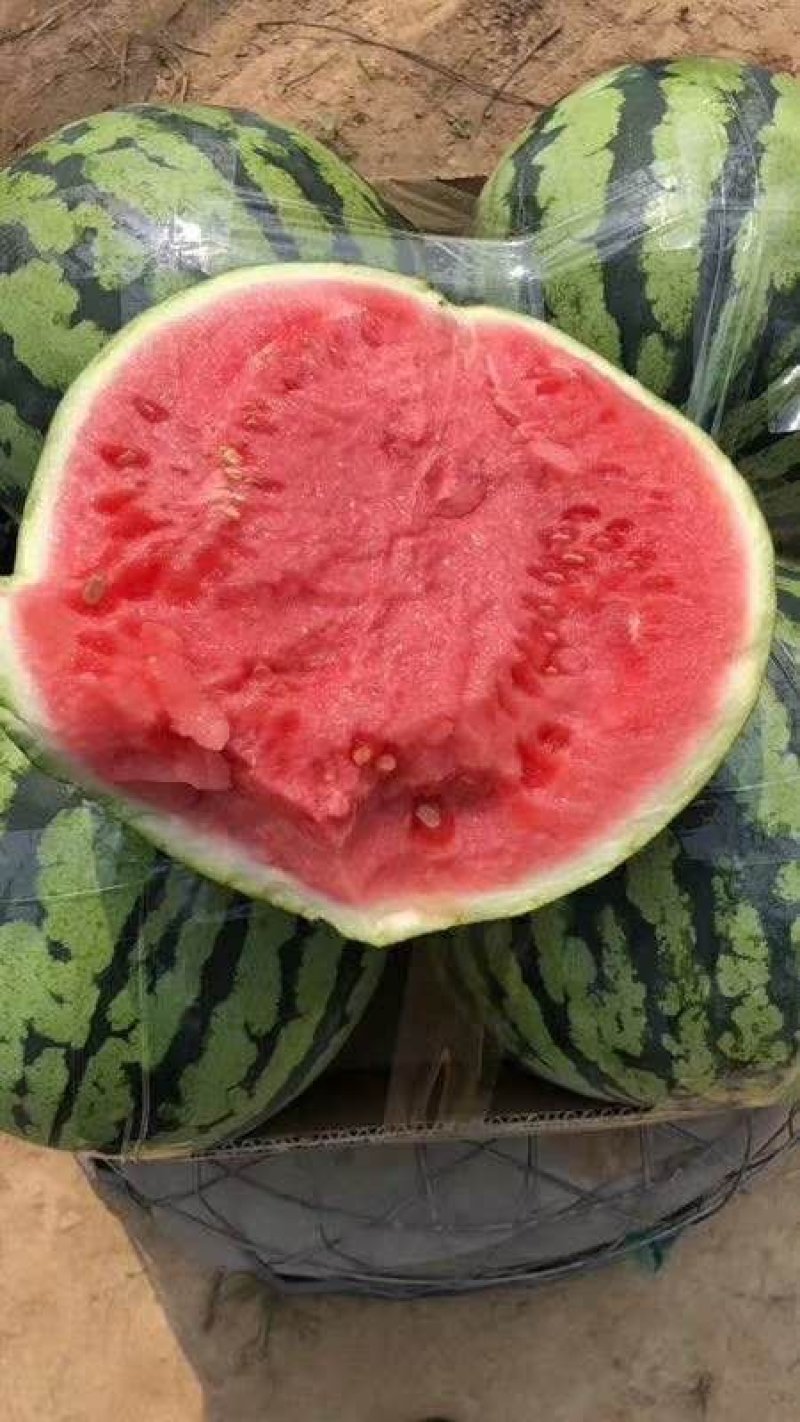 夏邑美都好吃可口无籽质量非常好需要可以联系我