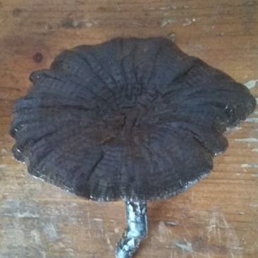 灵芝