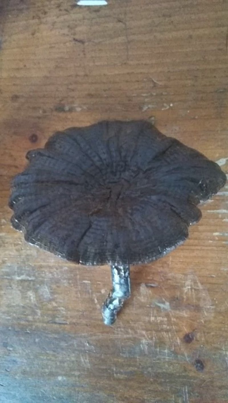 灵芝