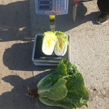 玲珑黄娃娃菜