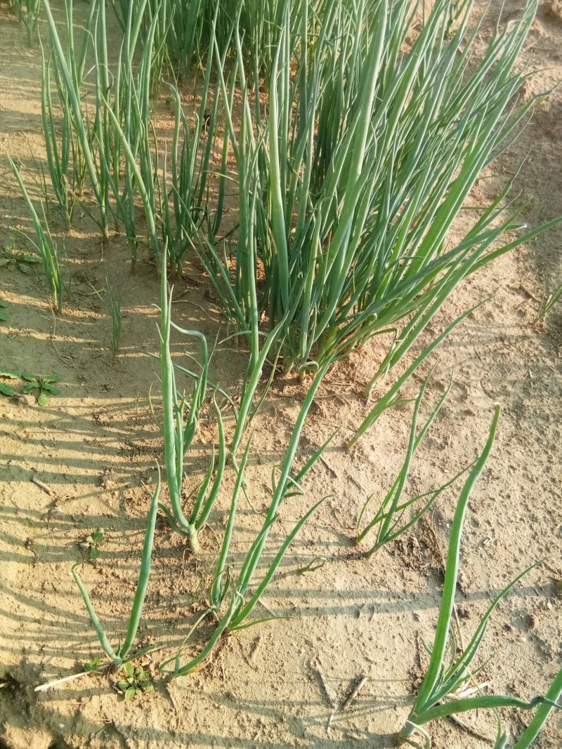 常年出售日本铁杆大葱葱苗，钢葱葱苗！葱种，接受葱苗代育业