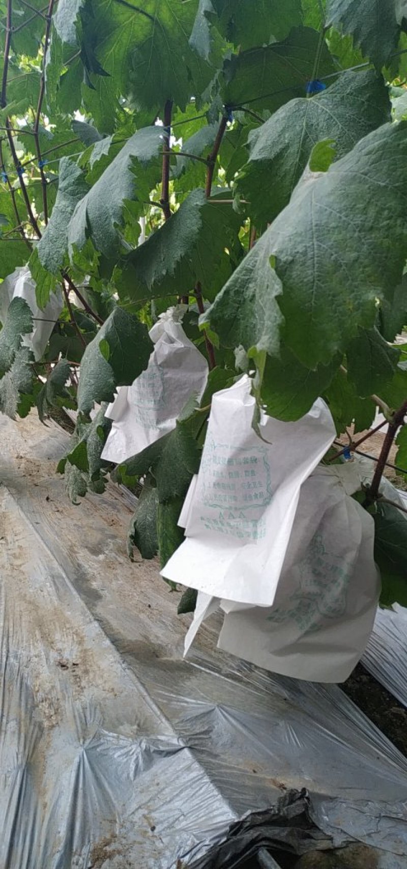 巨峰葡萄苗产量高易管理基地直销包品种假一赔十