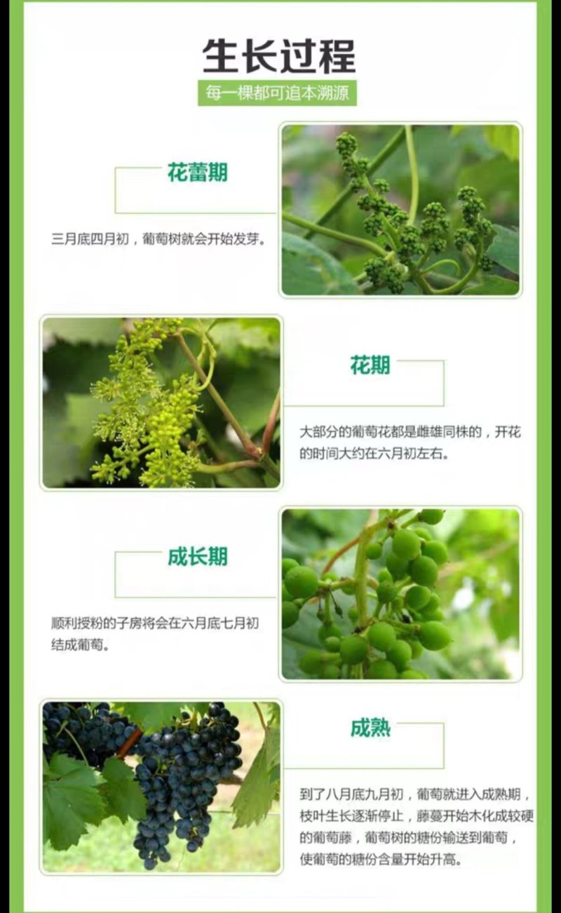 巨峰葡萄苗产量高易管理基地直销包品种假一赔十