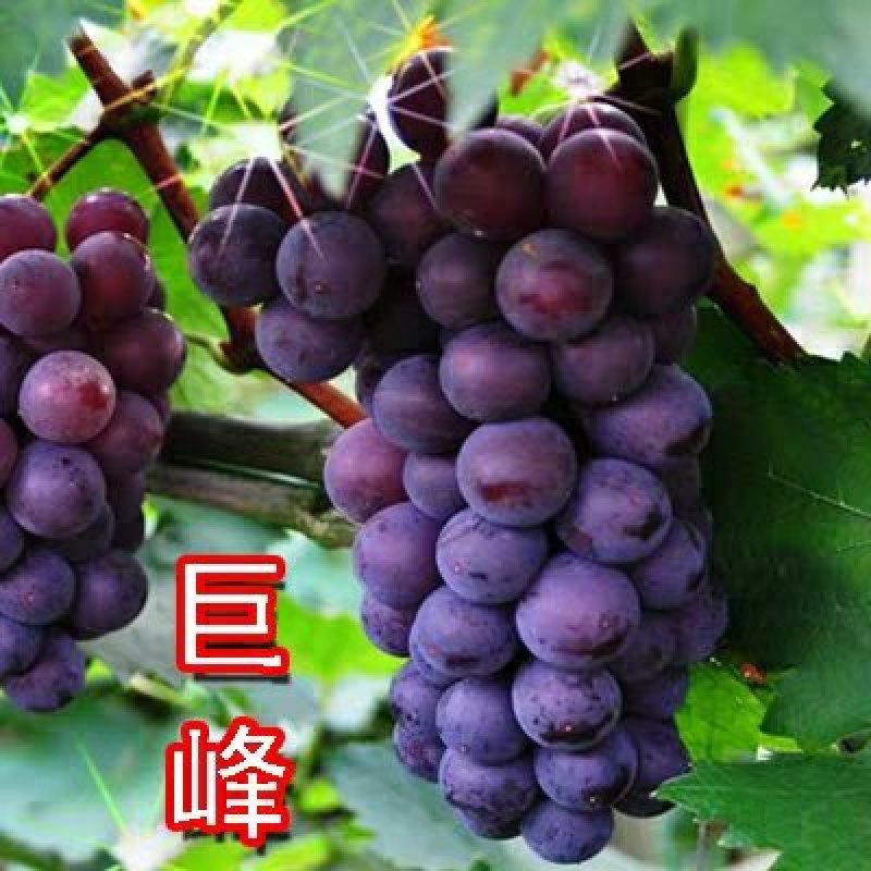 巨峰葡萄苗产量高易管理基地直销包品种假一赔十