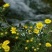 野菊花，纯野生，味道清香无杂物