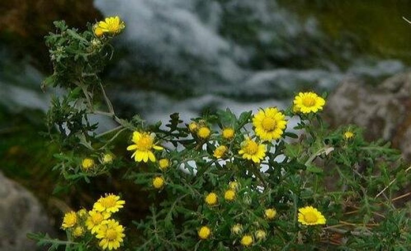 野菊花，纯野生，味道清香无杂物