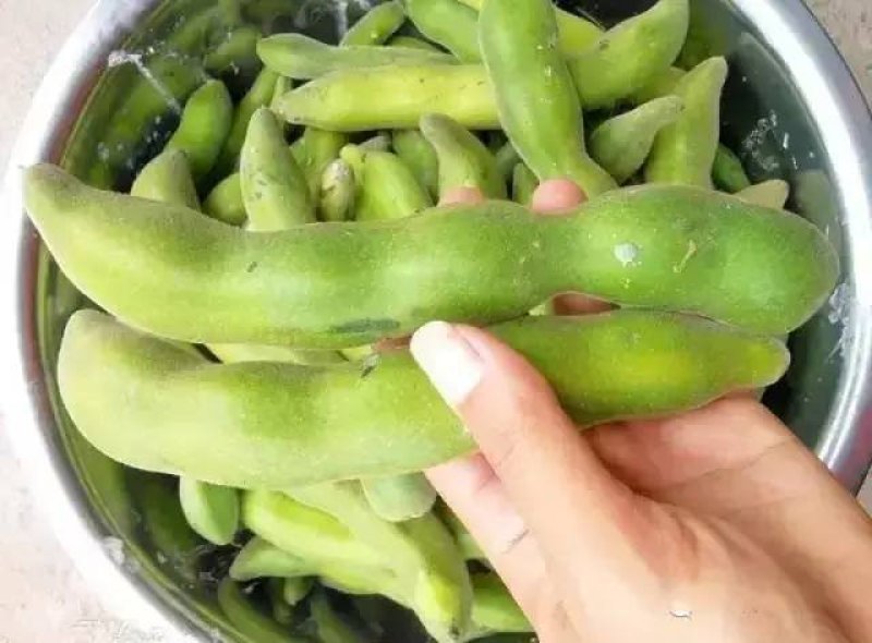 野生无污染老虎豆