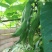 野生无污染老虎豆