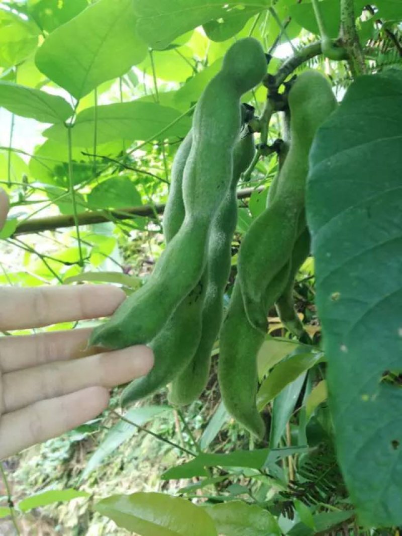 野生无污染老虎豆