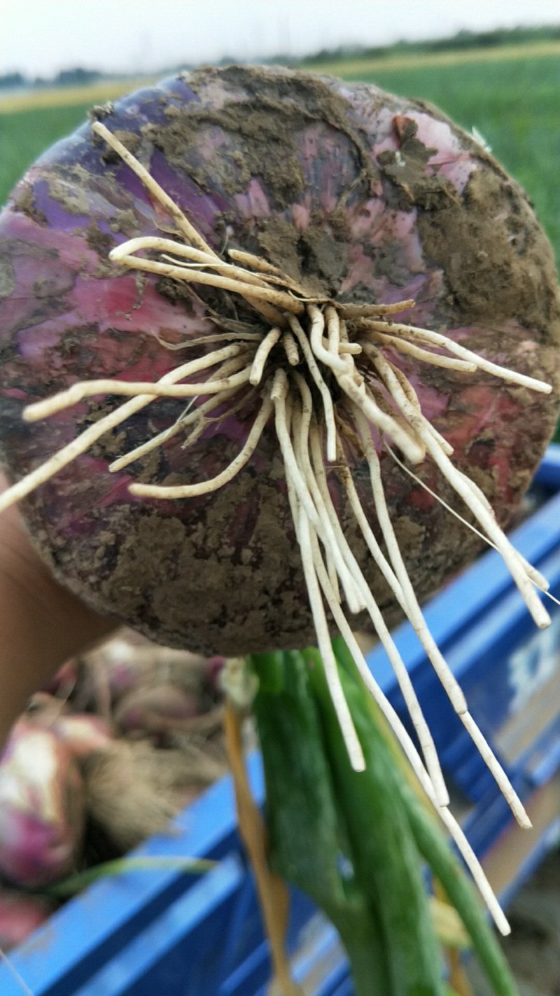 红皮洋葱